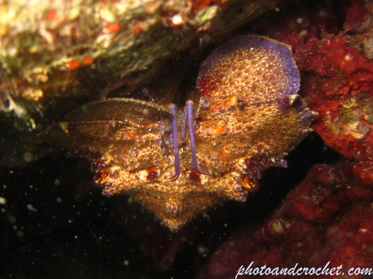 Locust lobster - Image