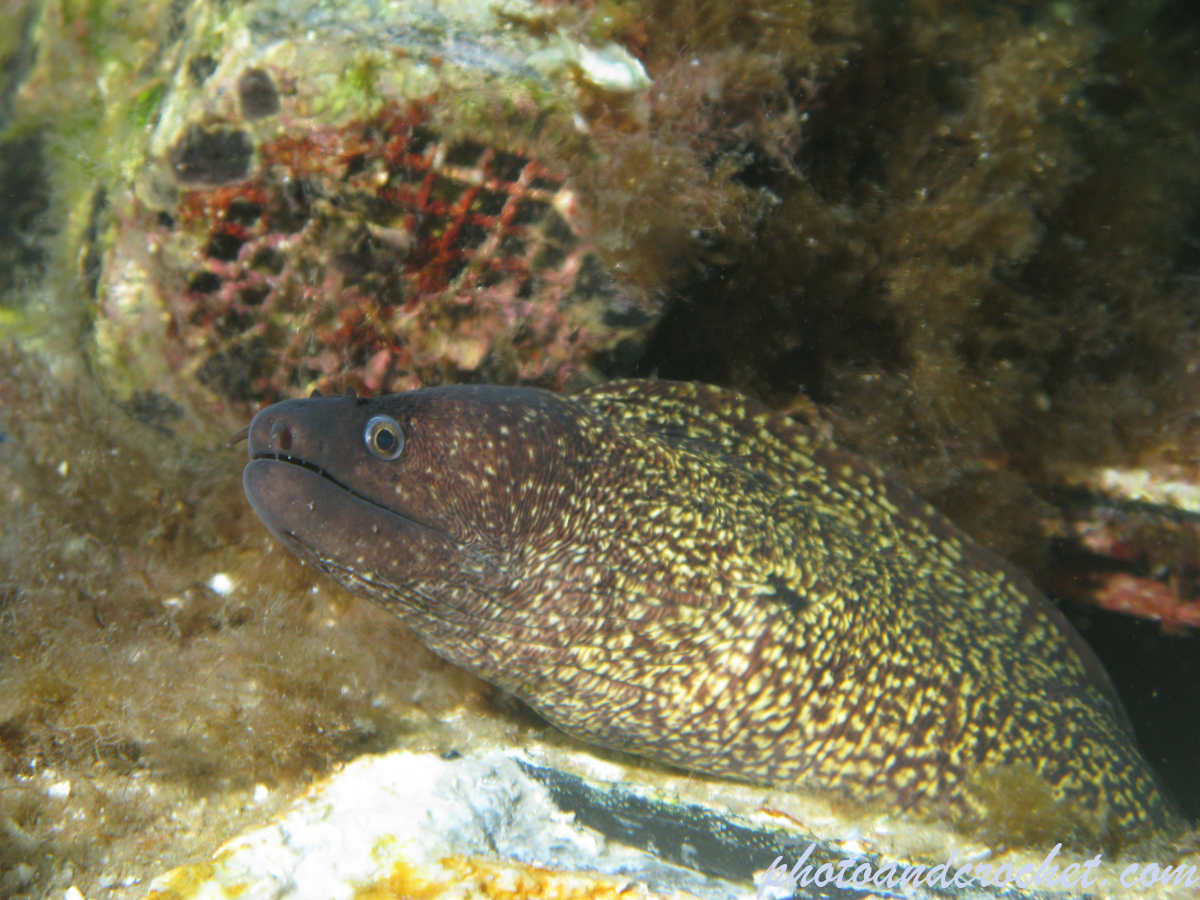 Moray Eel - image