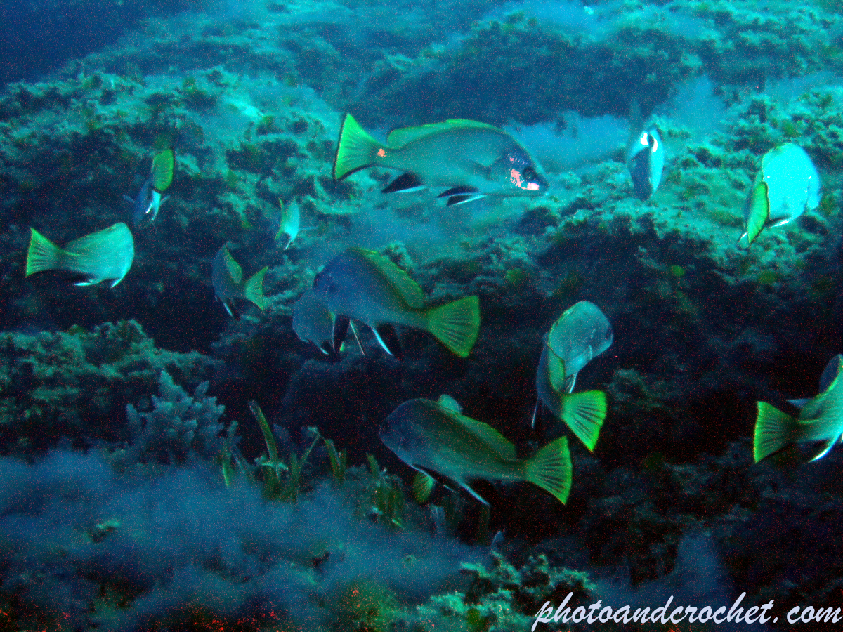 Brown meagre – Image