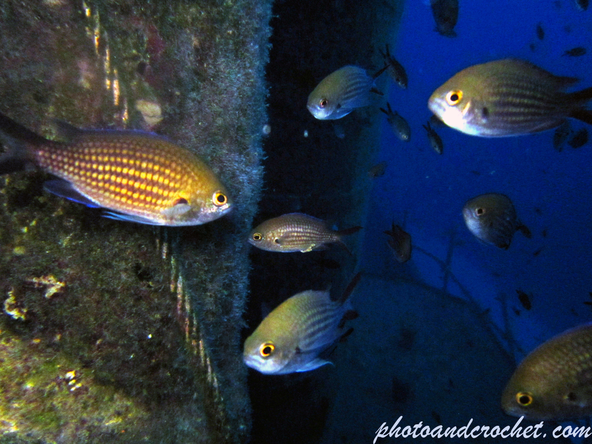 Damselfish - Image