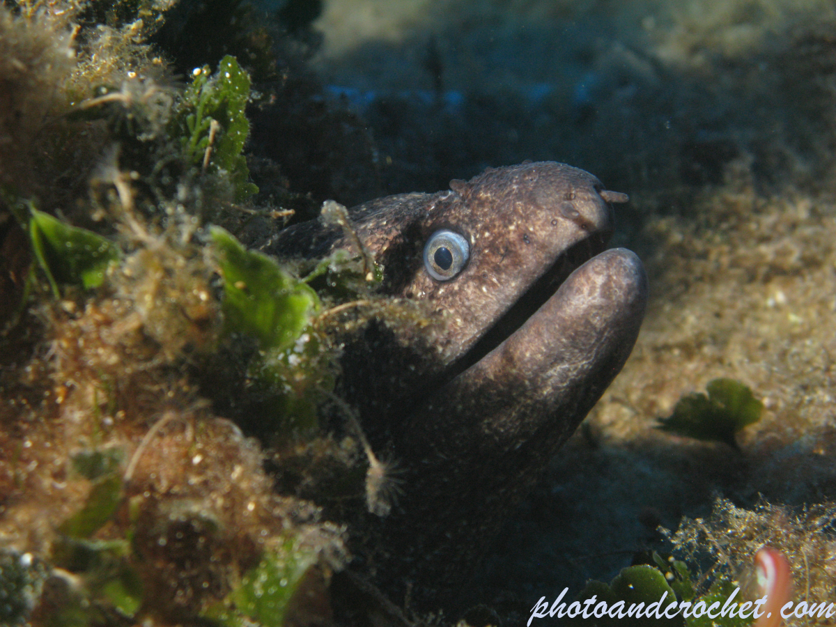 Moray Eel - image