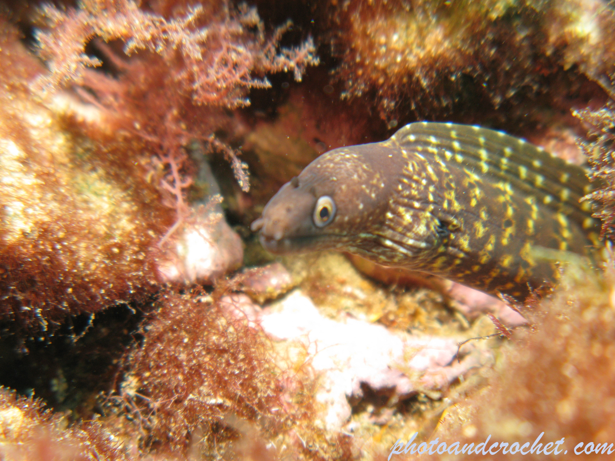 Moray Eel - image