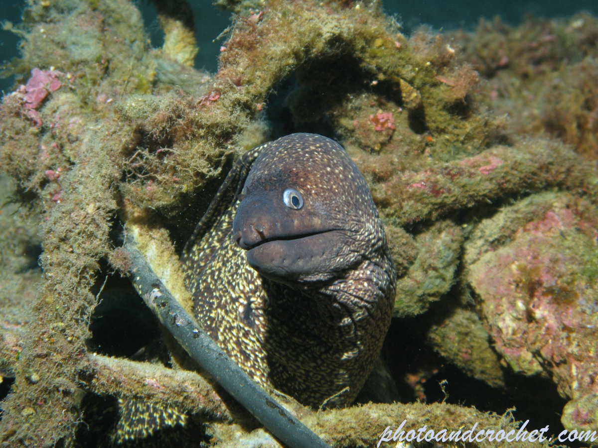 Moray Eel - image
