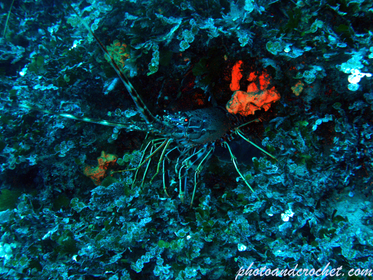 Spiny Lobster - Image