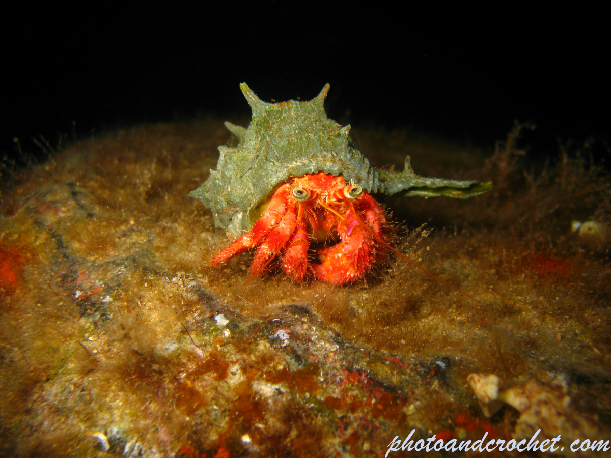 Hermit Crab - Image