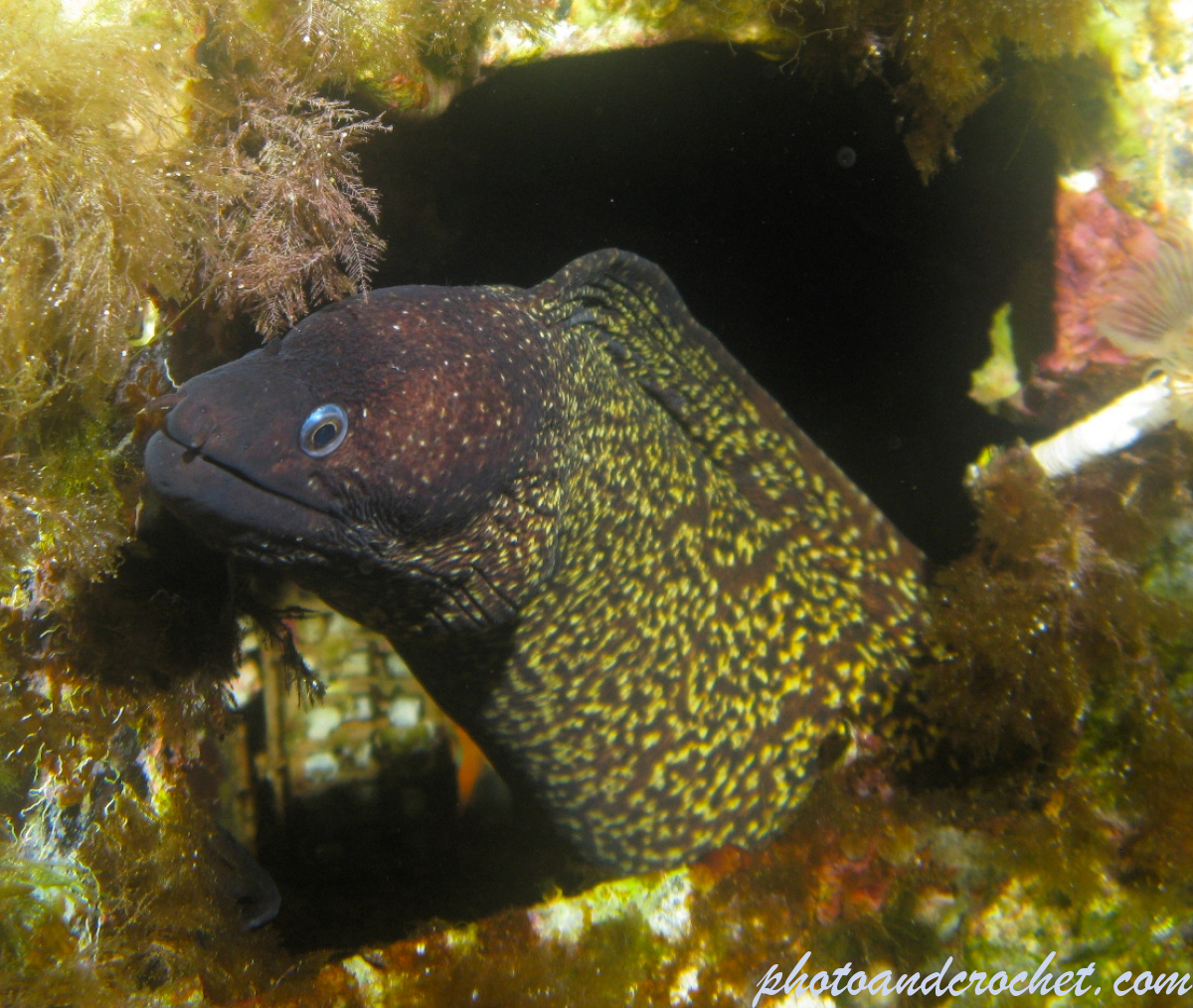 Moray Eel - image