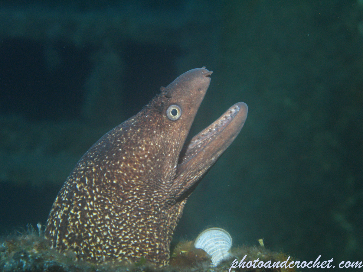 Moray Eel - image