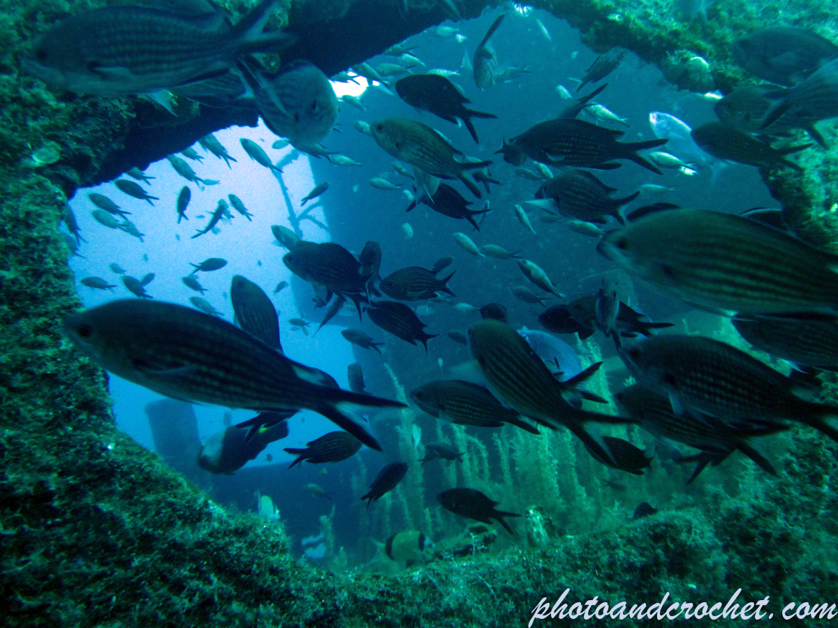 Damselfish - Image