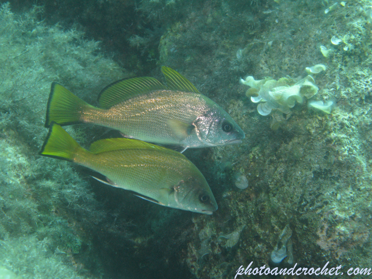 Brown meagre – Image