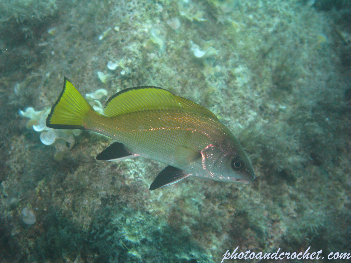 Brown meagre – Image