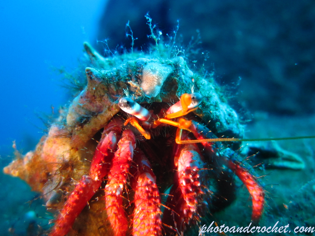 Hermit Crab - Image