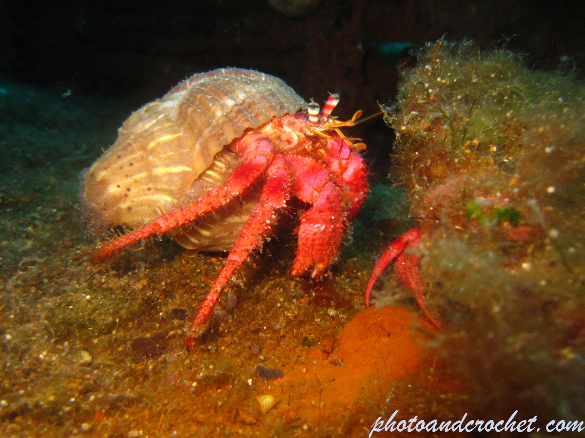 Hermit Crab - Image