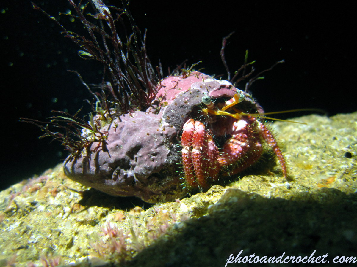 Hermit Crab - Image