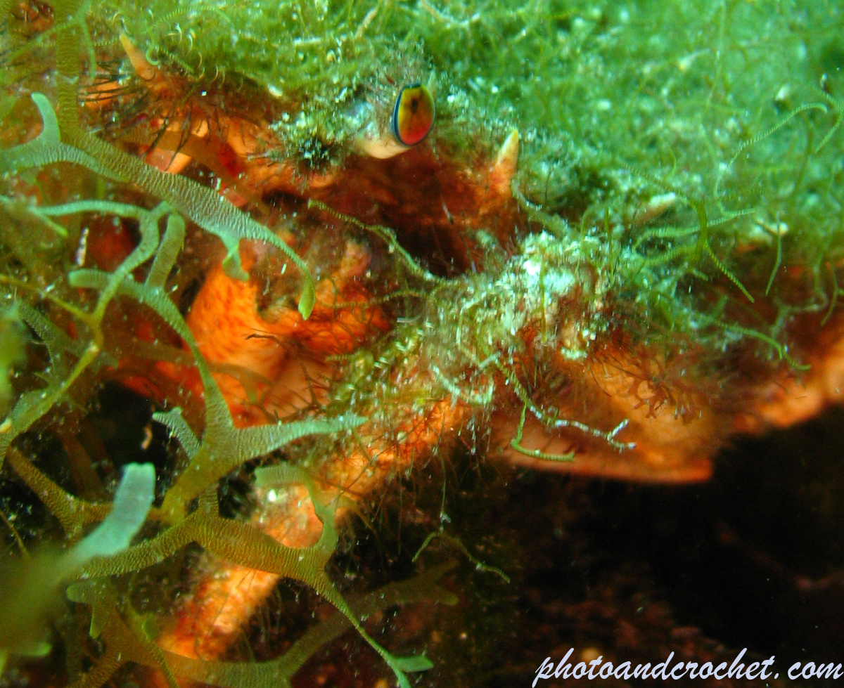 Spinous spider - Image