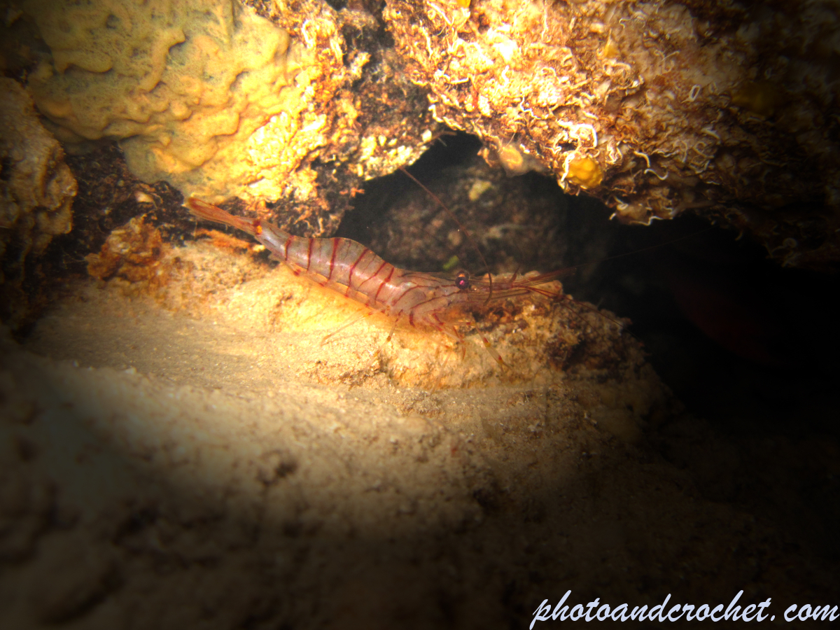 Common prawn - Image