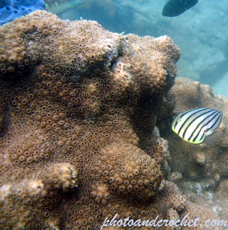 Smooth star coral - Image