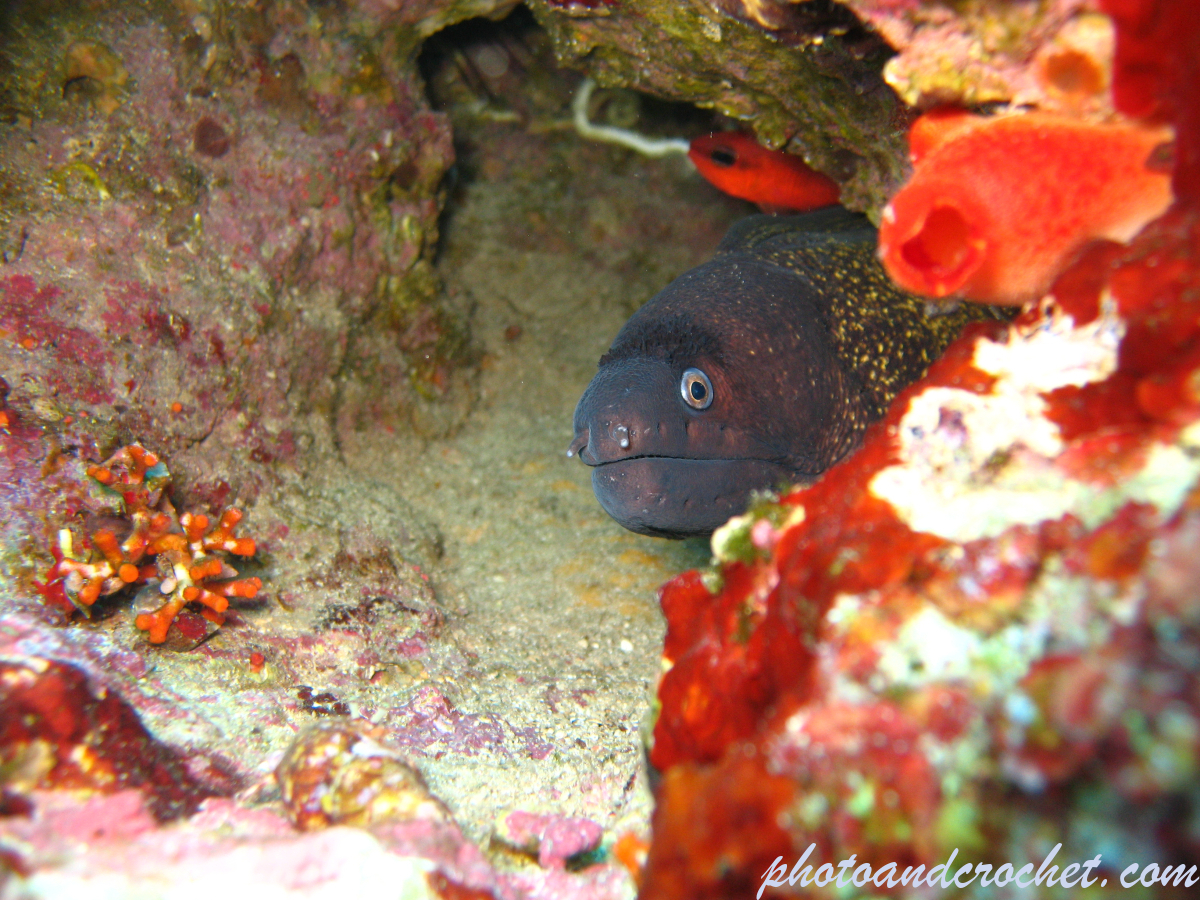 Moray Eel - image