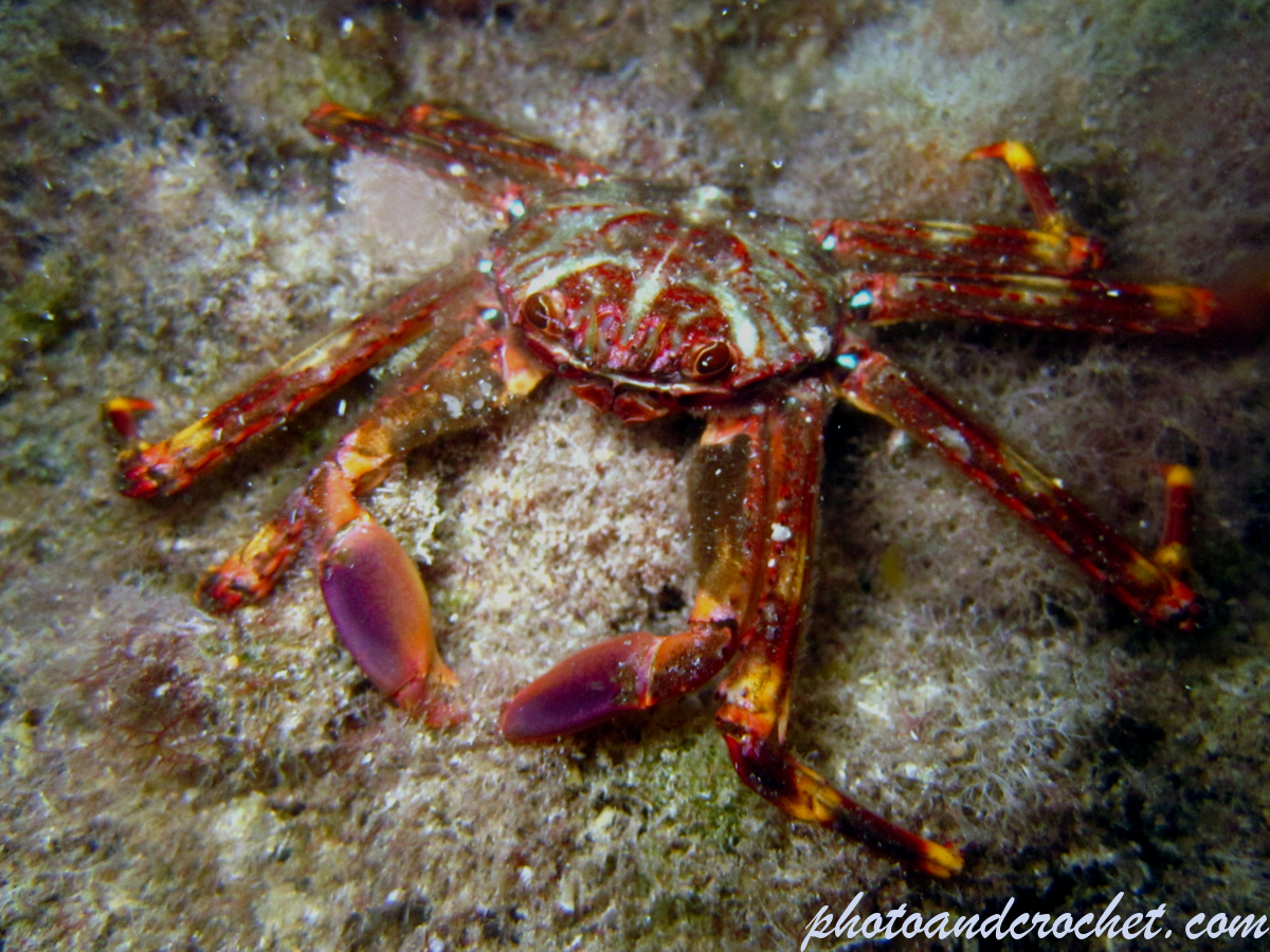 Herbstia condyliata - Image