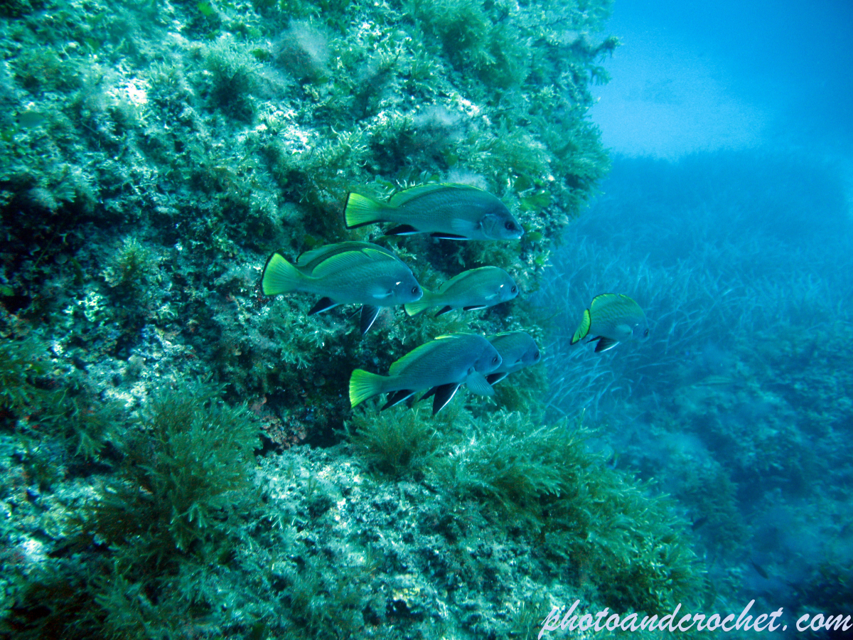 Brown meagre – Image