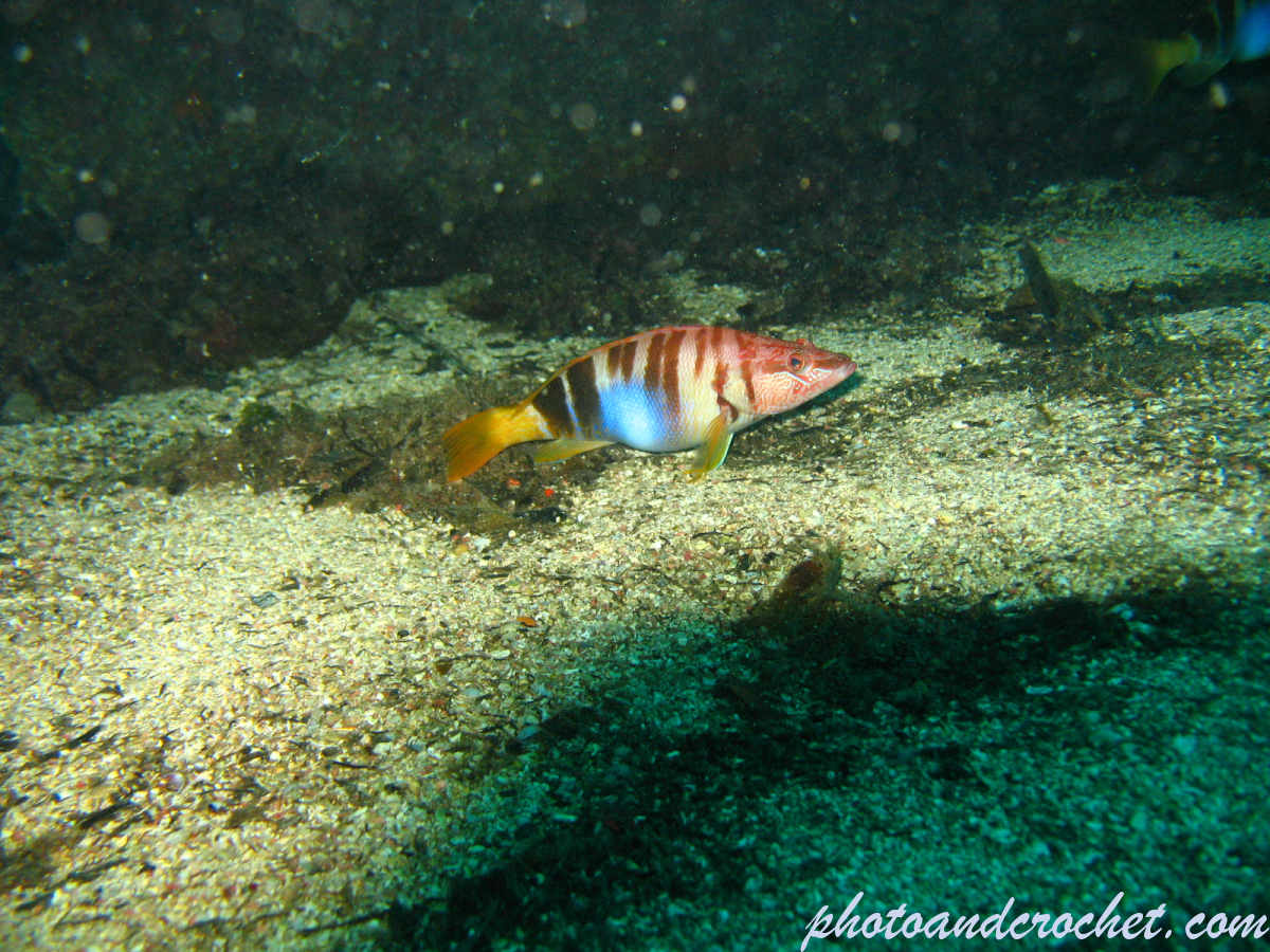 Painted Comber - Image