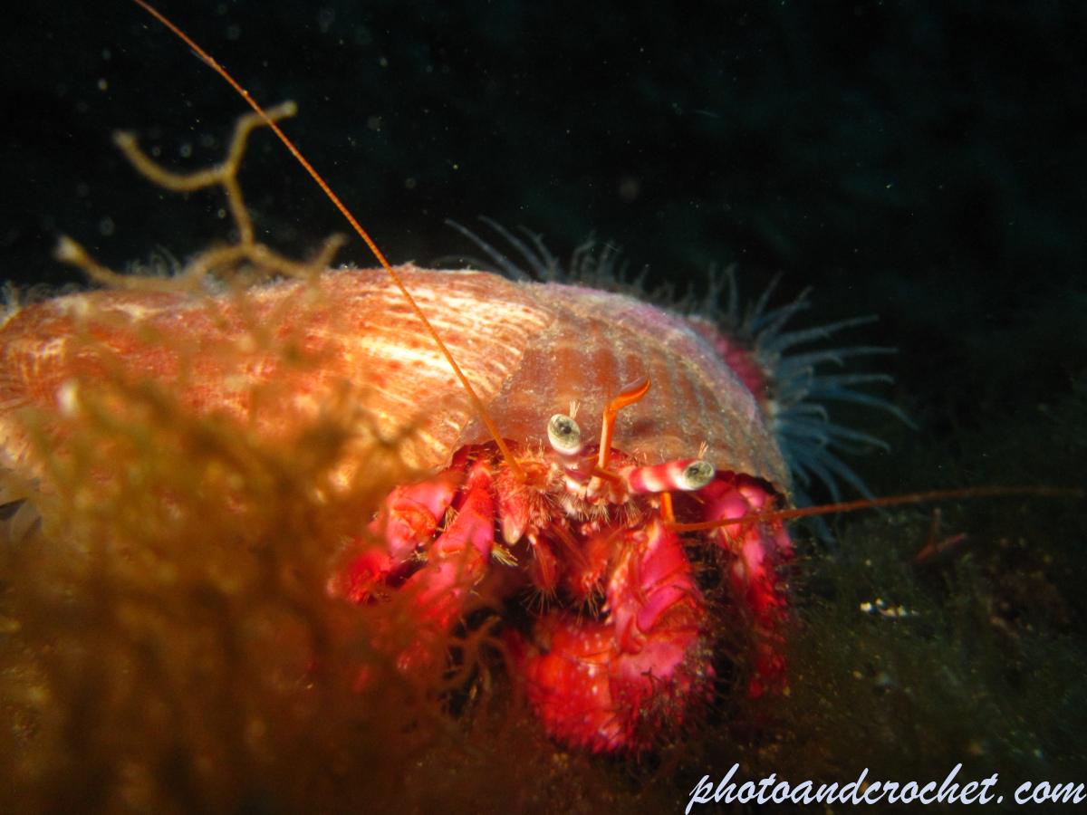 Hermit anemone - Image