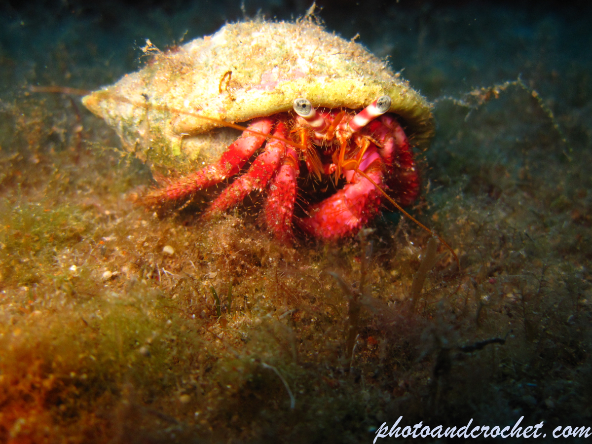 Hermit Crab - Image