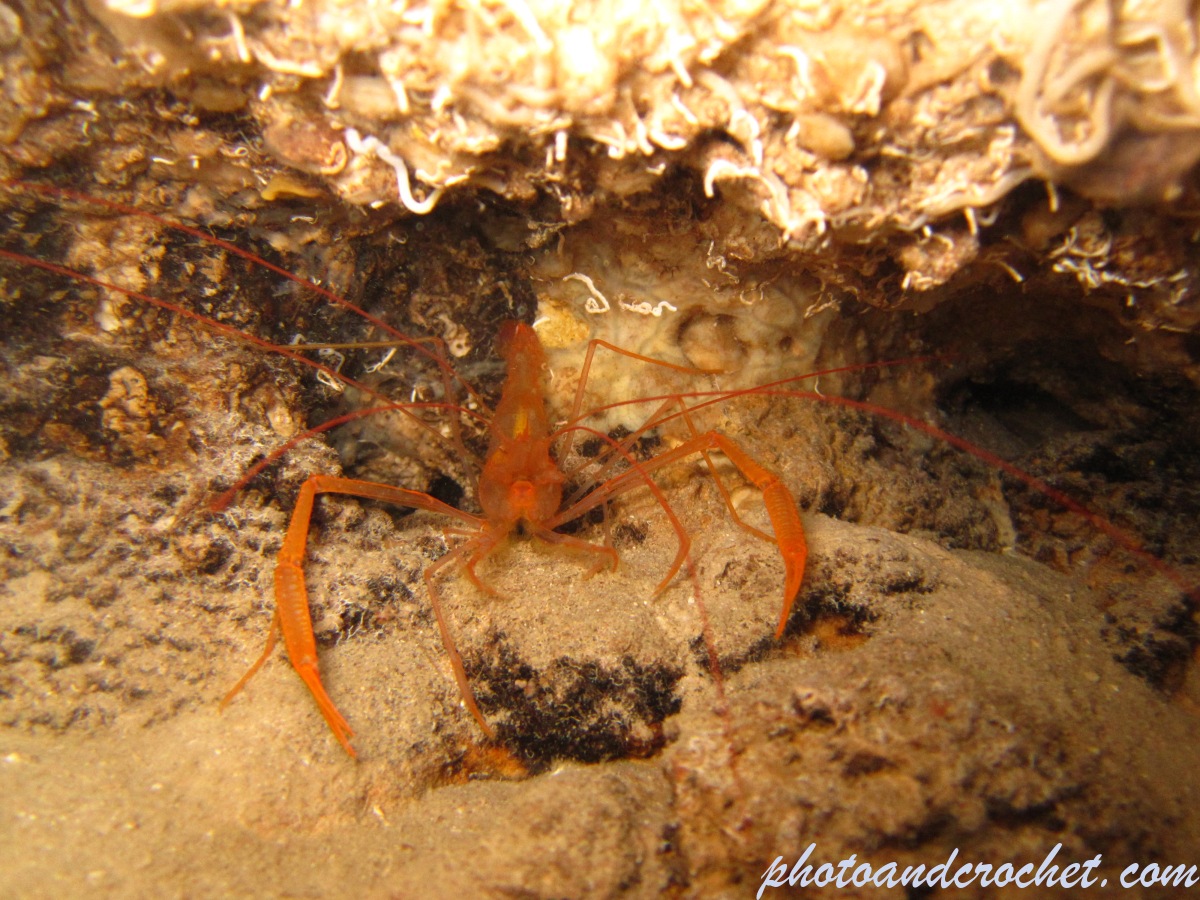 Banded shrimp - Image