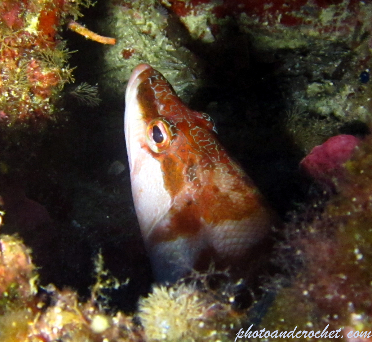 Painted Comber - Image