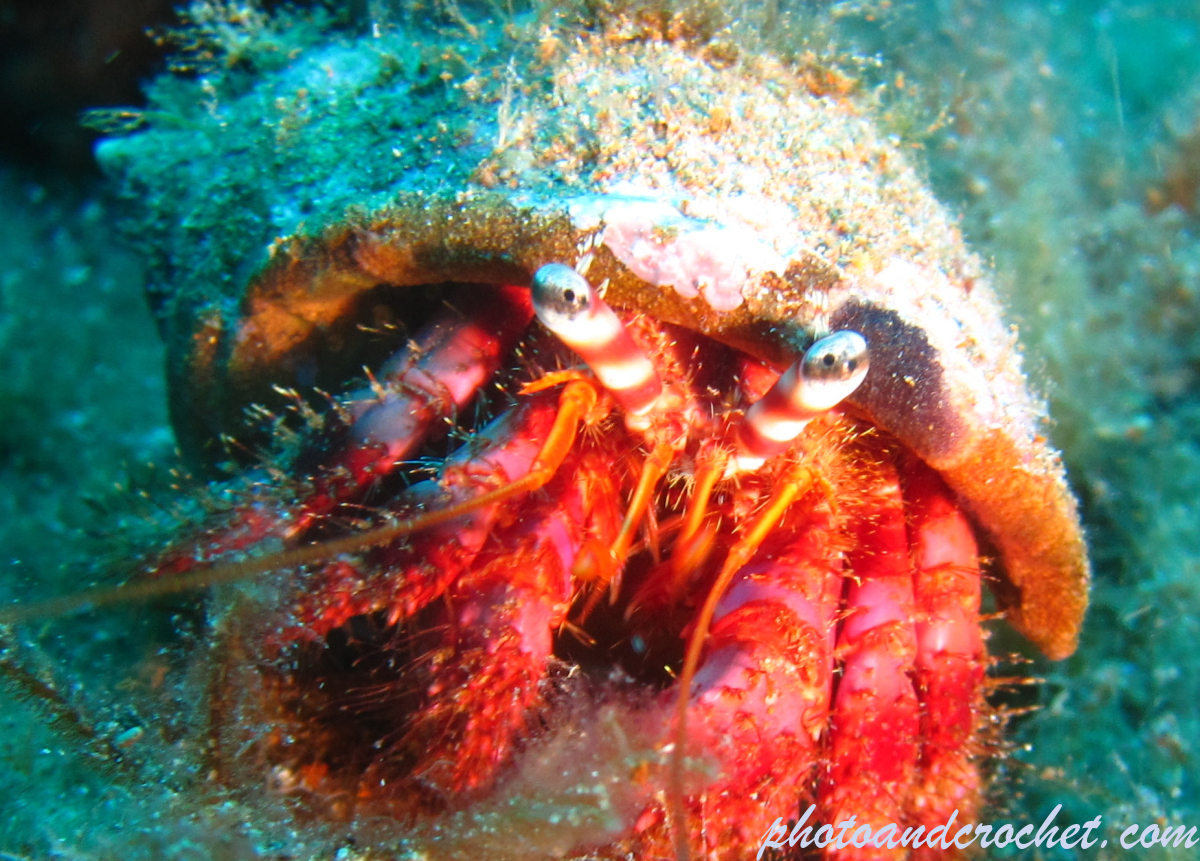 Hermit Crab - Image