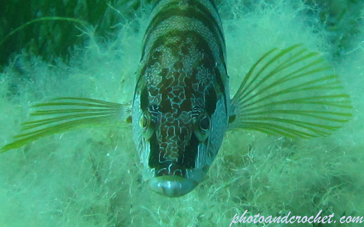 Painted Comber - Image