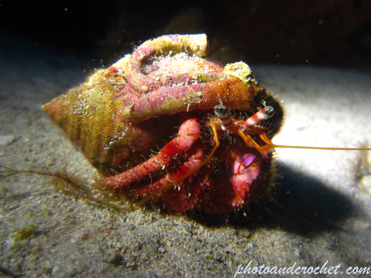 Hermit Crab - Image