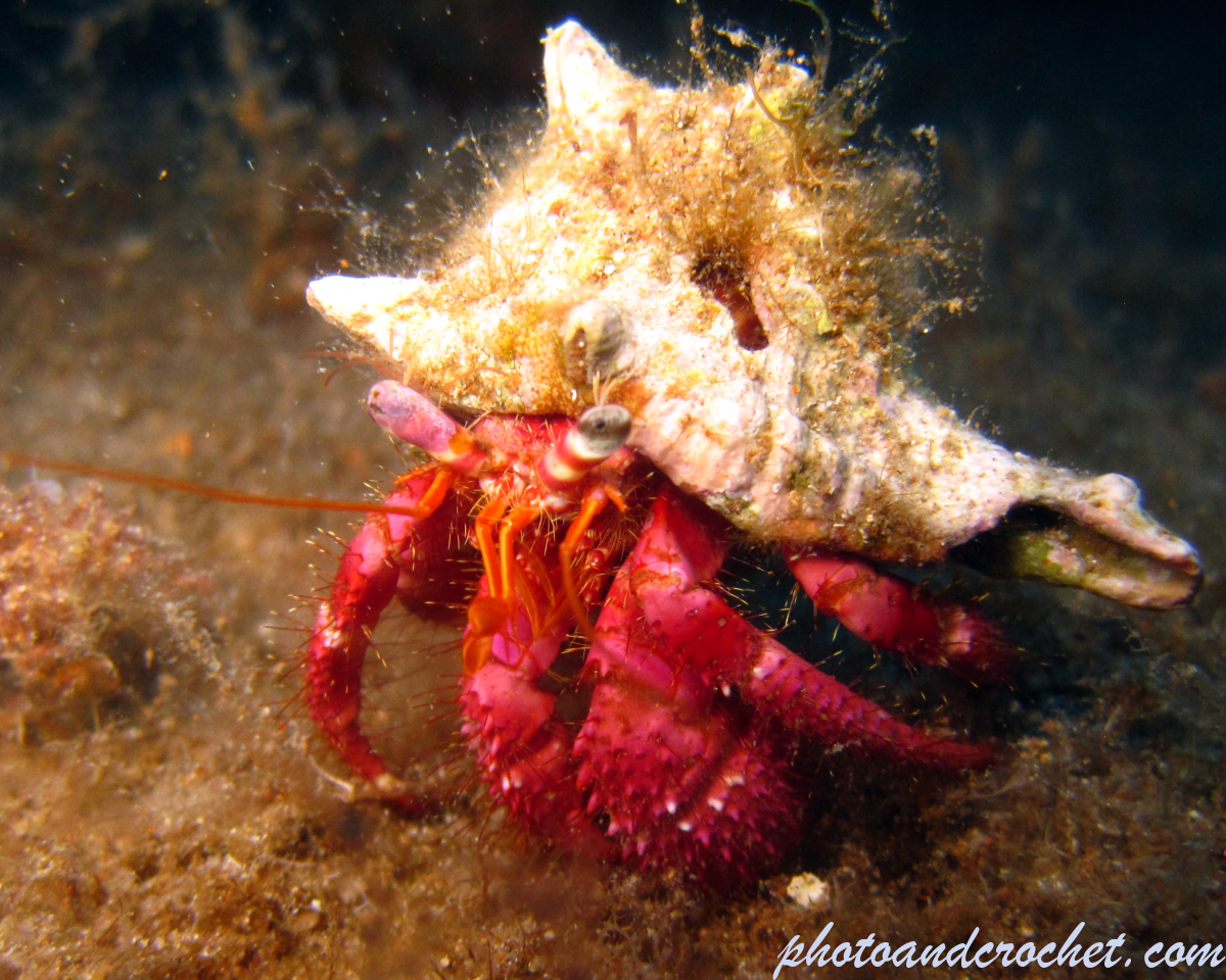 Hermit Crab - Image