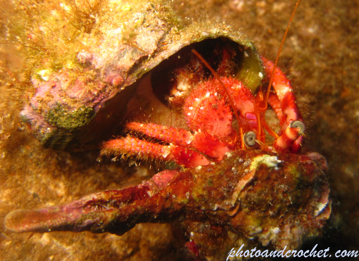 Hermit Crab - Image
