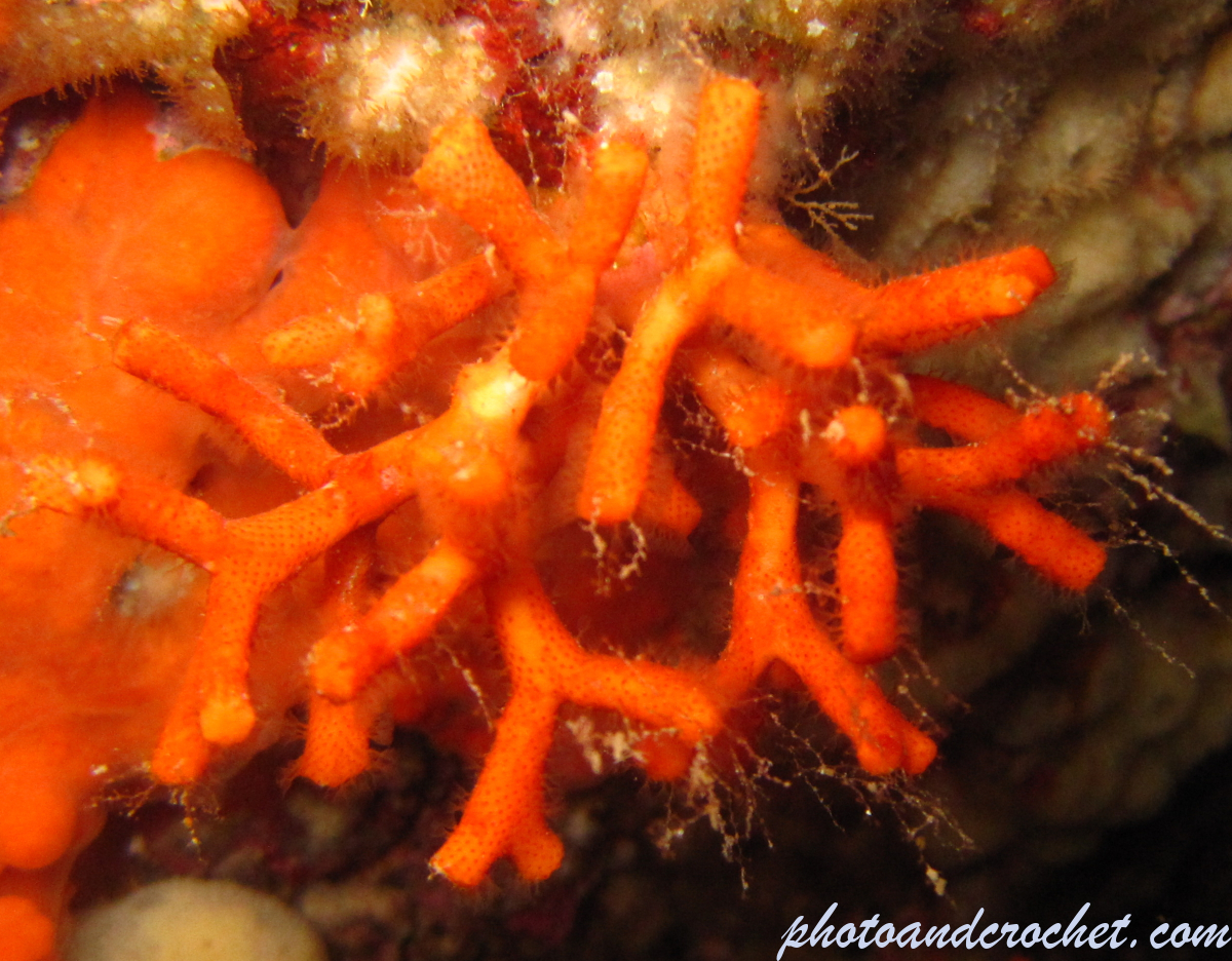 False coral - Image
