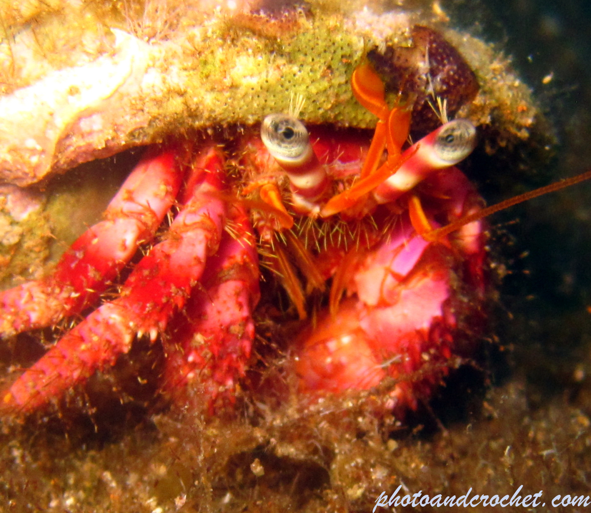 Hermit Crab - Image