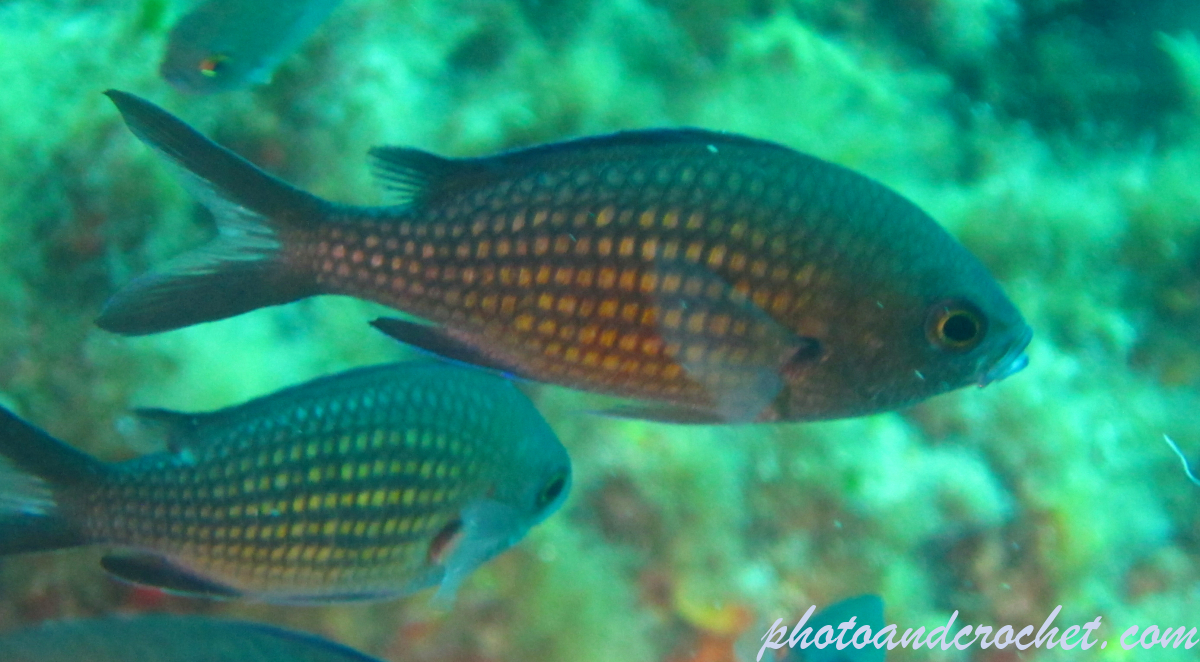 Damselfish - Image