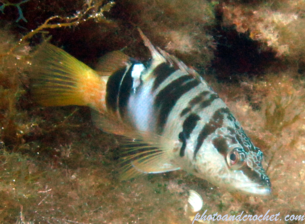 Painted Comber - Image