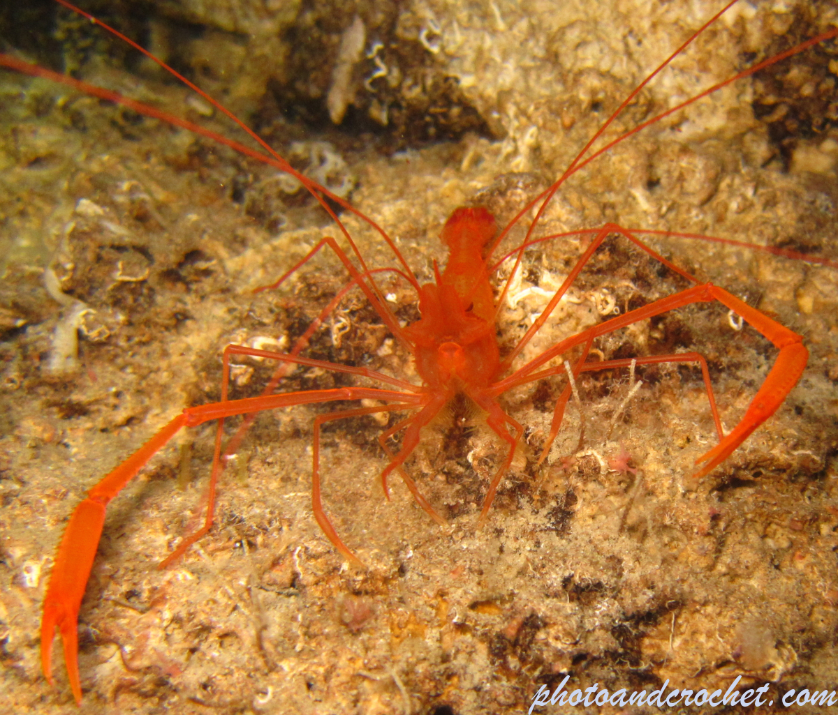 Banded shrimp - Image