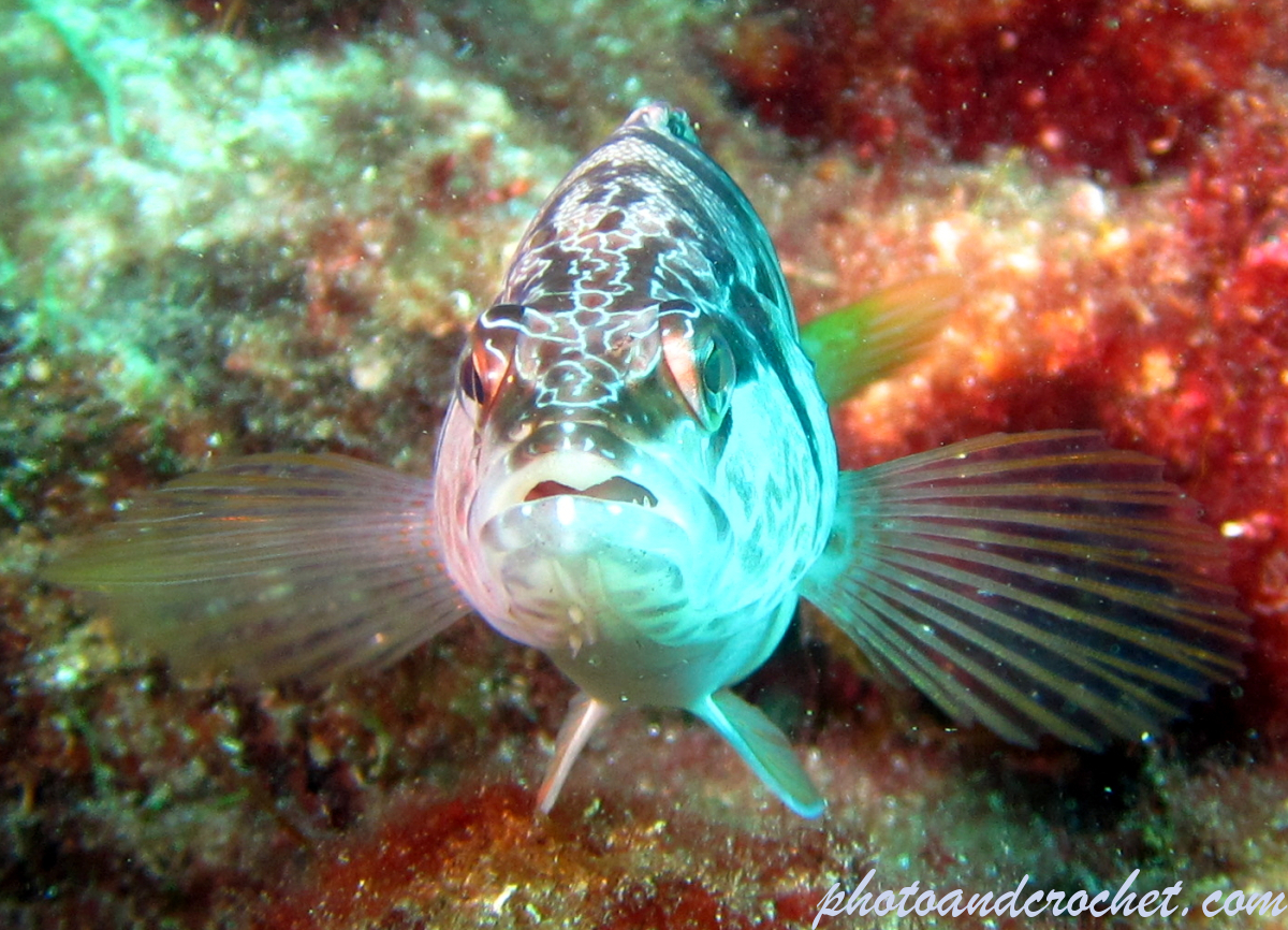 Painted Comber - Image