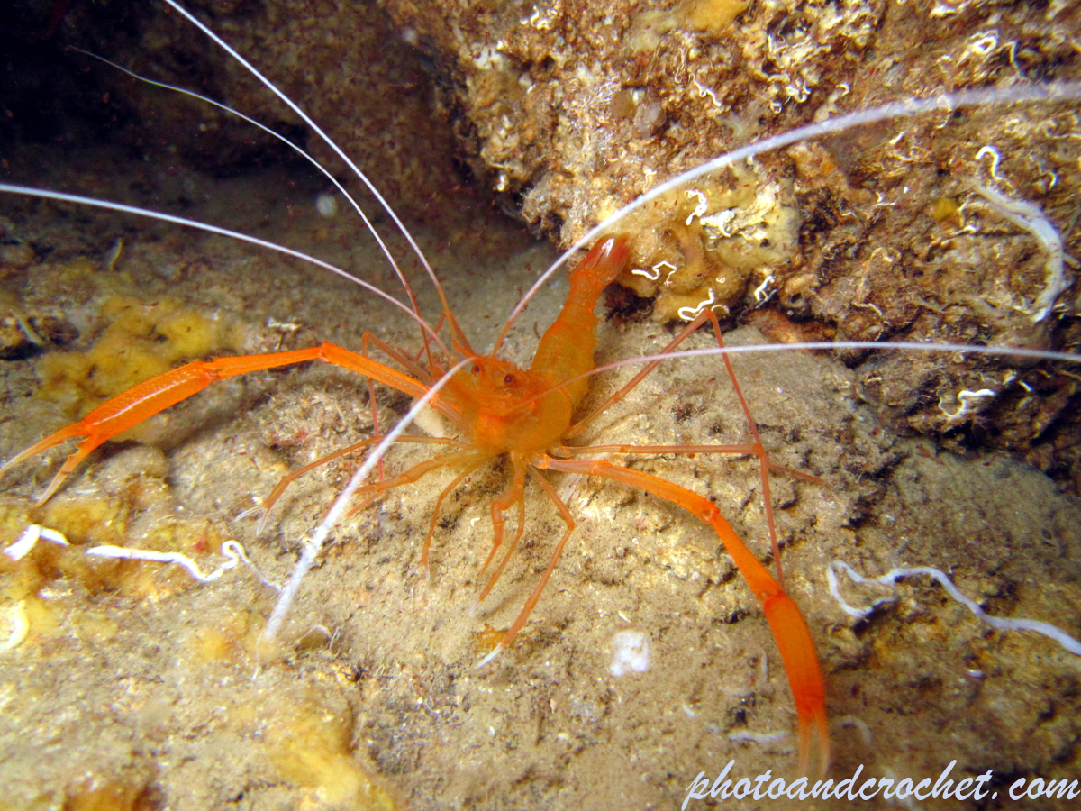 Banded shrimp - Image