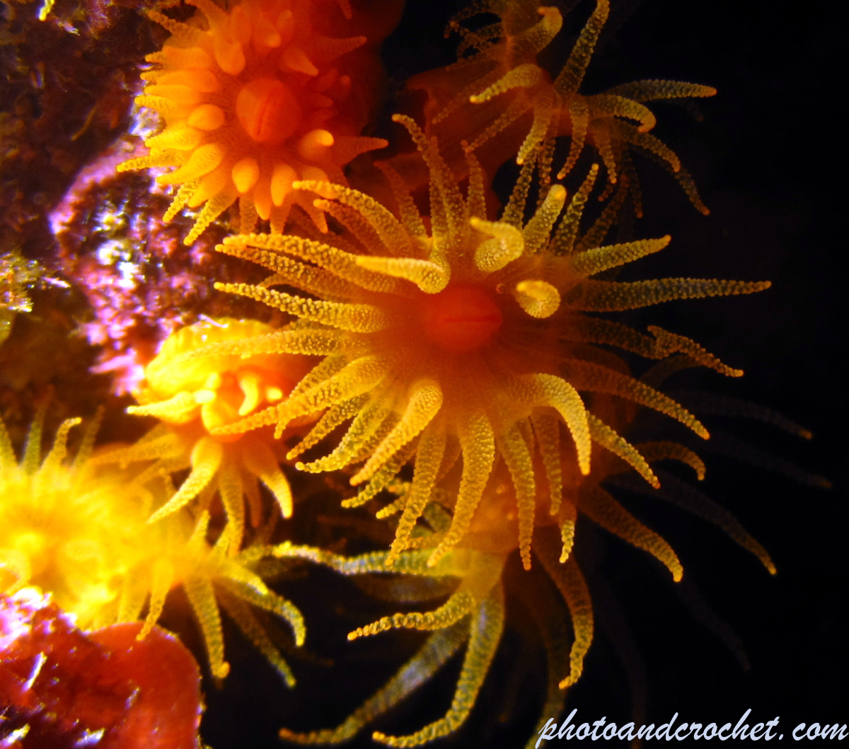 Astroides calycularis - Image