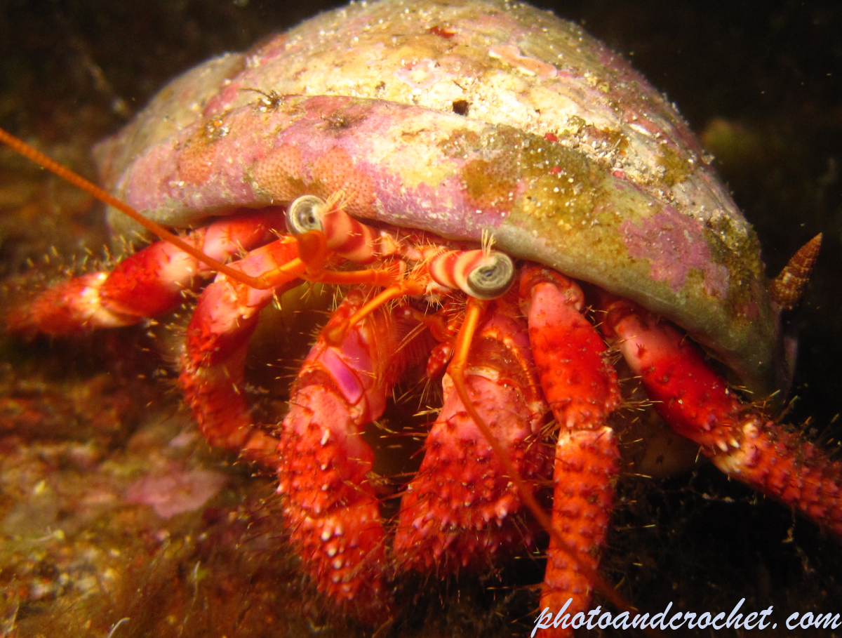 Hermit Crab - Image