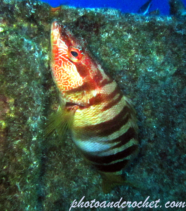 Painted Comber - Image