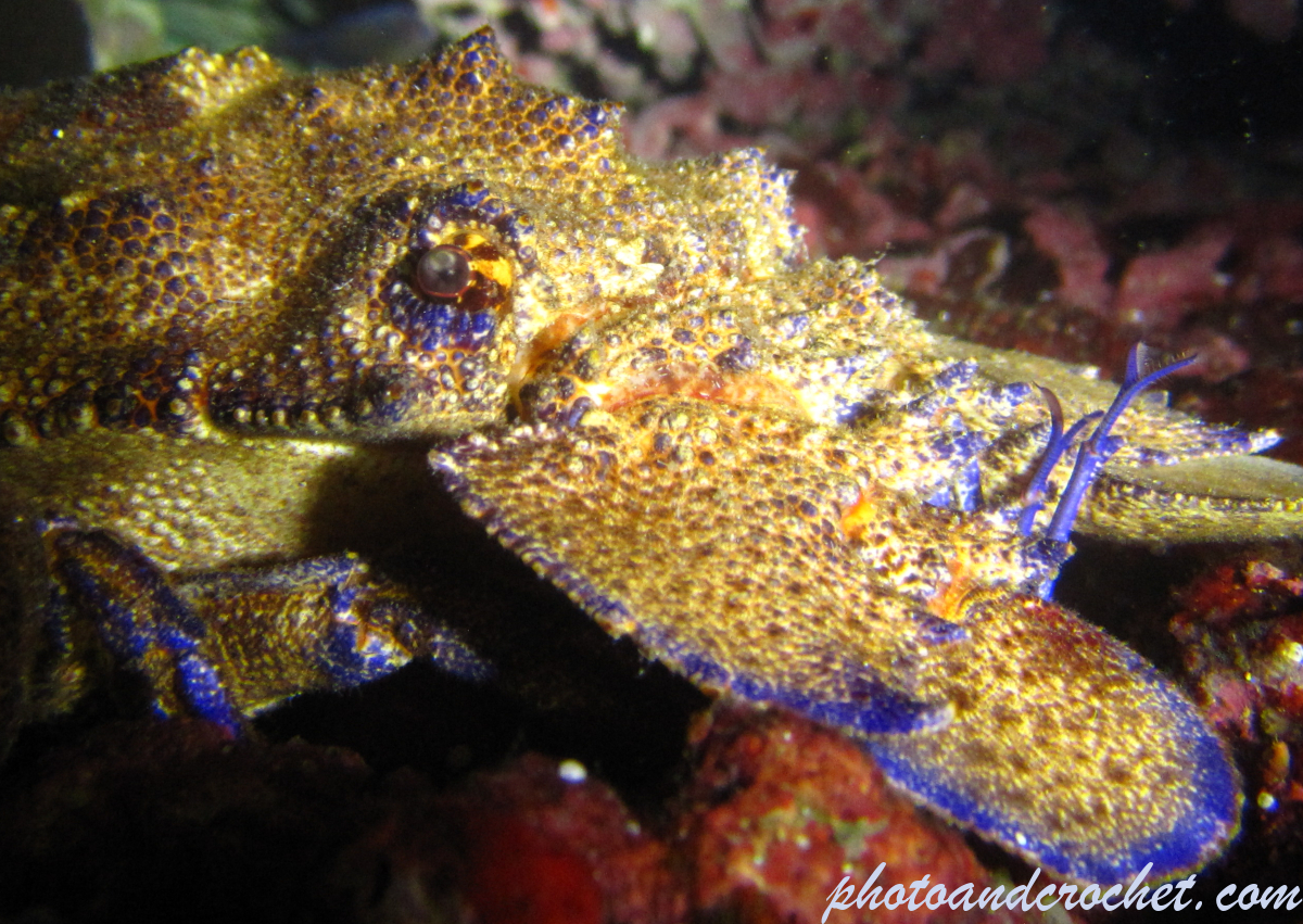 Locust lobster - Image