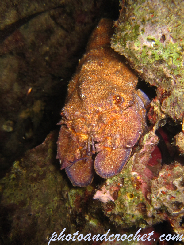 Locust lobster - Image