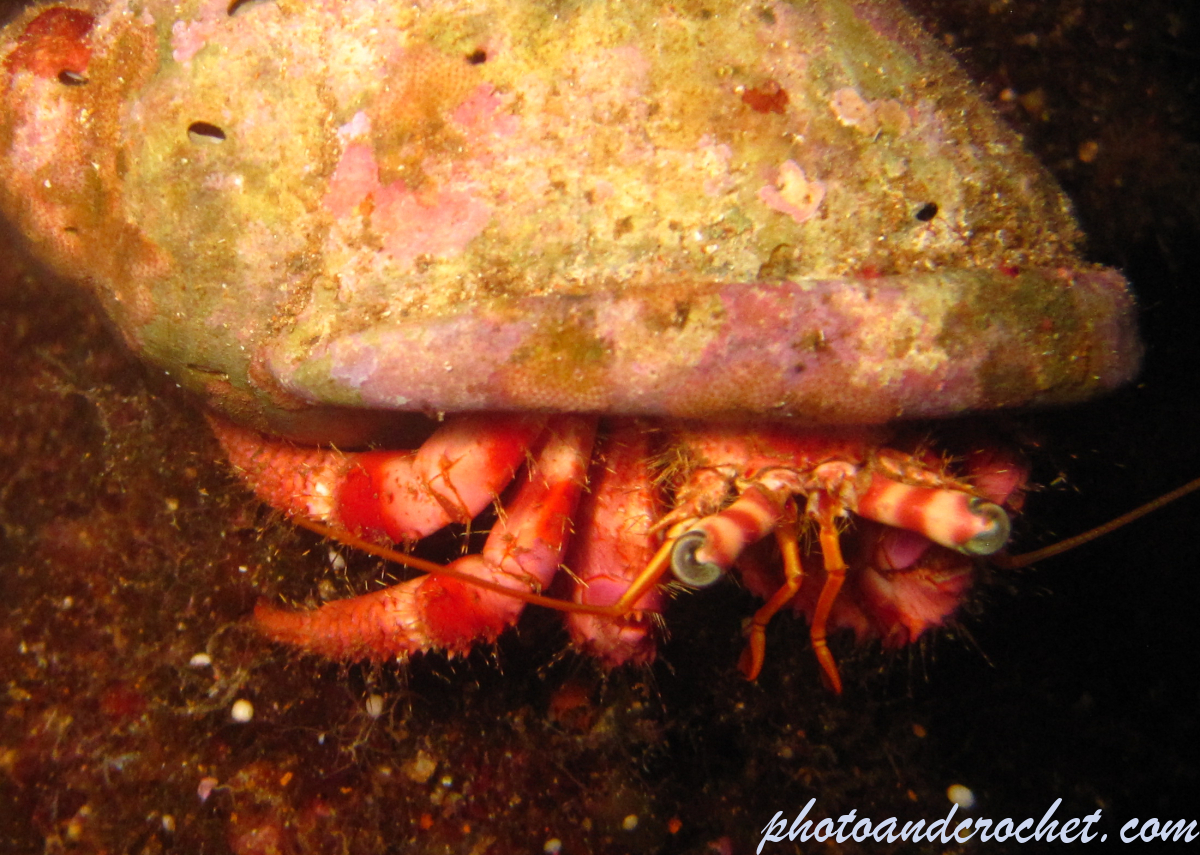 Hermit Crab - Image