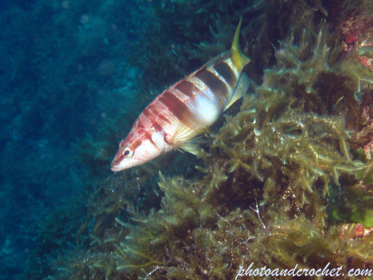 Painted Comber - Image