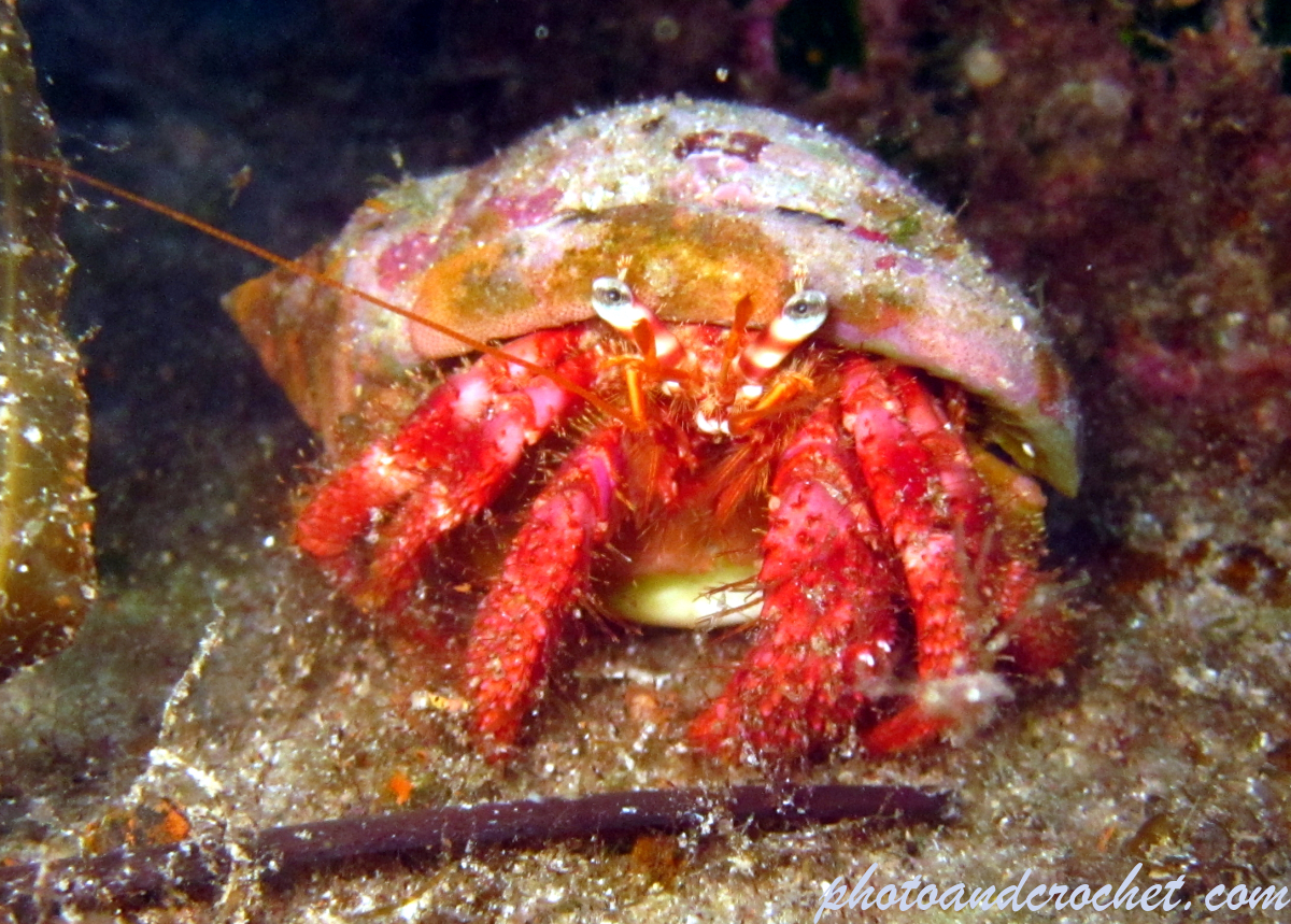 Hermit Crab - Image
