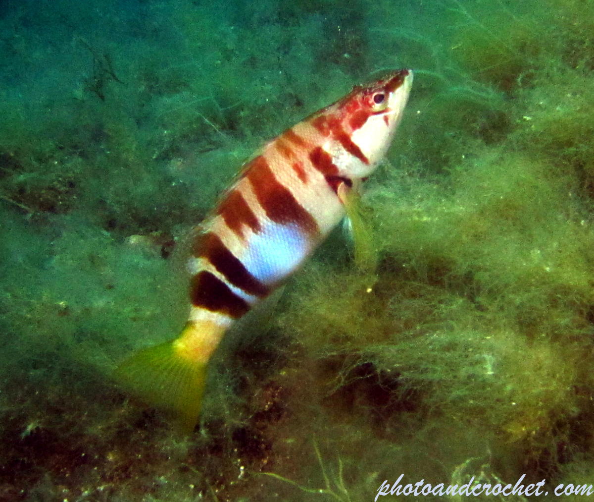 Painted Comber - Image