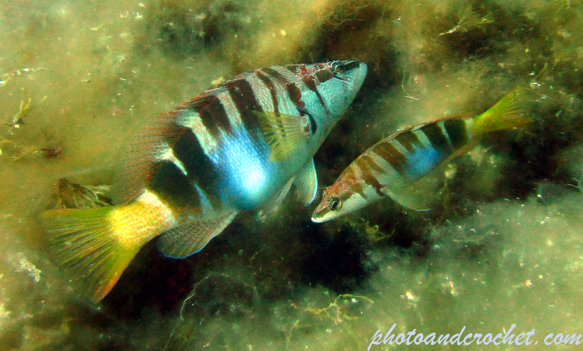 Painted Comber - Image